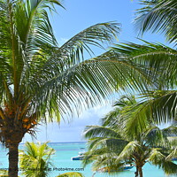 Relaxing scene with Mauritius Beach Palm Trees and turquoise water