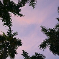 Sunset Palm Trees