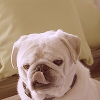 Happy Pug
