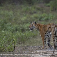 Tiger on the Move!