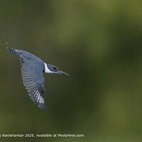 Belted Kingfisher in Flight