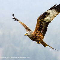 Soaring Red Kite in Focus