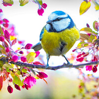 Blue Tit and Spring Flowers