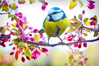 Click to show how this picture will look as a piece of wall art