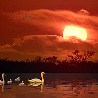 Family of Swans at Sunset