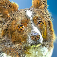British Border Collie Digital Art