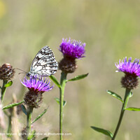 Marbled White Butterfly, Purple Thistles, Hay Meadow