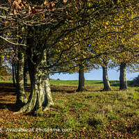 Kingley Vale Autumn Sunlight