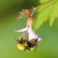 Bumblebee, Bloom, Ivybridge: Colour Nature Picture