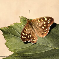 Speckled Wood Butterfly in Devon