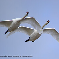 Mute Swans Flying Devon