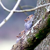 Devon Squirrels Nature