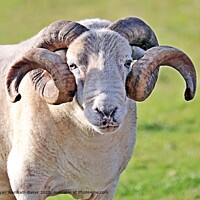 Devon Sheep Agriculture
