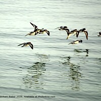 Turnstone Flock Skimming Sea