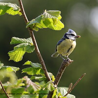 Blue Titmouse Wildlife Perched on Devon Tree