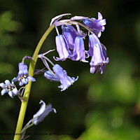Bluebell Nature Devon