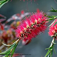 Bottlebrush Callistemon Flowers in Ivybridge, Devon