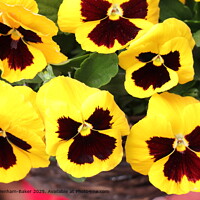 Giant Pansy Blooms in Ivybridge