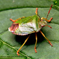 Green Shield Bug Camouflage Nature