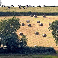 Ivybridge Cattle Harvest