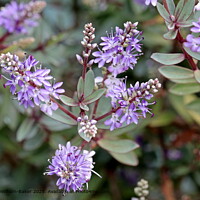 Hebe Red Edge Plant Blooms