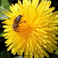 Yellow Dandelion Nature