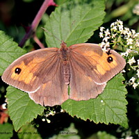 Meadow Brown Butterfly Devon