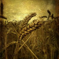 Buy canvas prints of Wheat Field by Sarah Couzens