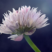 Buy canvas prints of Chive by Sarah Couzens