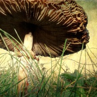 Buy canvas prints of Underneath the Mushroom by Sarah Couzens