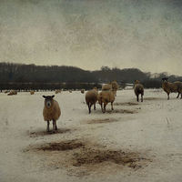 Buy canvas prints of Winter Sheep by Sarah Couzens