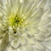 Buy canvas prints of White Chrysanthemum by Sarah Couzens