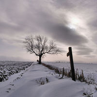 Buy canvas prints of A Winters Tale by Sarah Couzens