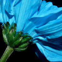 Buy canvas prints of  Blue Chrysanthemum  by Sarah Couzens