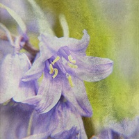 Buy canvas prints of Textured Bluebells by Sarah Couzens