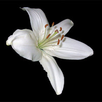 Buy canvas prints of White Lily by Sarah Couzens