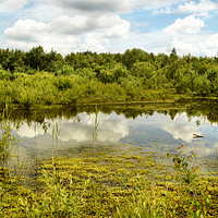 Buy canvas prints of Hatfield Moors by Sarah Couzens
