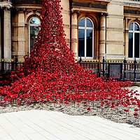 Buy canvas prints of Poppies - City of Culture 2017, Hull by Sarah Couzens