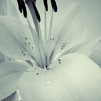 Buy canvas prints of Lily by Sarah Couzens