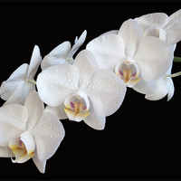 Buy canvas prints of White Orchids by Sarah Couzens
