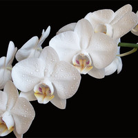 Buy canvas prints of White Orchids by Sarah Couzens