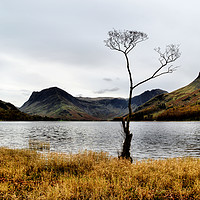 Buy canvas prints of Buttermere Tree by Sarah Couzens