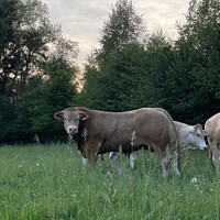Bull