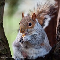 London Grey Squirrel Nature