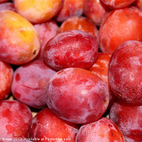 Buy canvas prints of Plums! by Stephen Brown