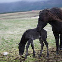 Buy canvas prints of Icelandic horses by detlef klahm