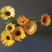 Buy canvas prints of Gerbera bouquet by Adrian Bud