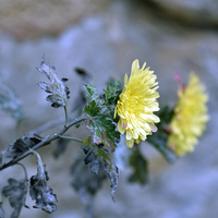 Buy canvas prints of Chrysanthemum losing hope by Adrian Bud