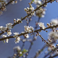 Buy canvas prints of Plum blossom in the sky by Adrian Bud