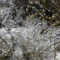 Buy canvas prints of Sibiel creek blossom springtime near Sibiu Romania by Adrian Bud